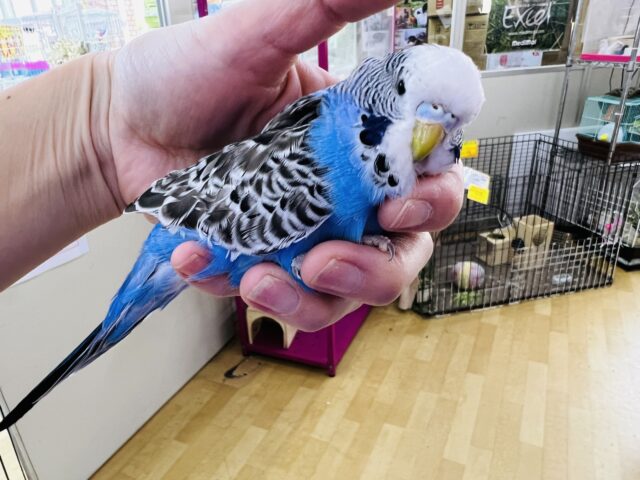 ジャンボセキセイインコ