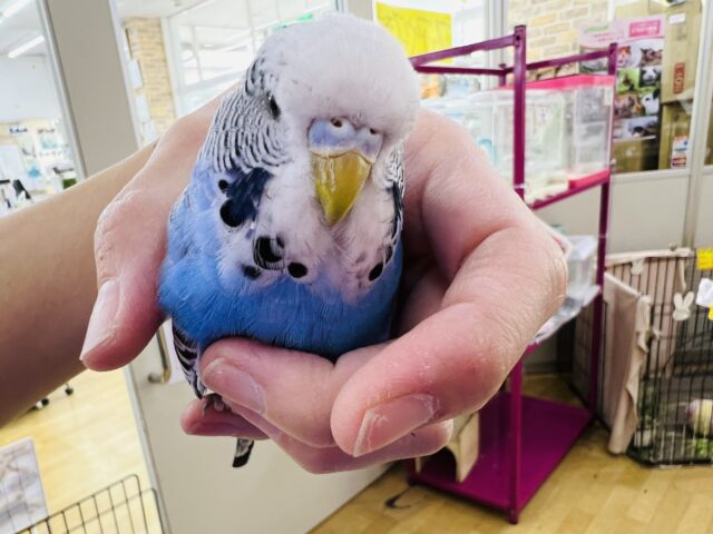 ジャンボセキセイインコ