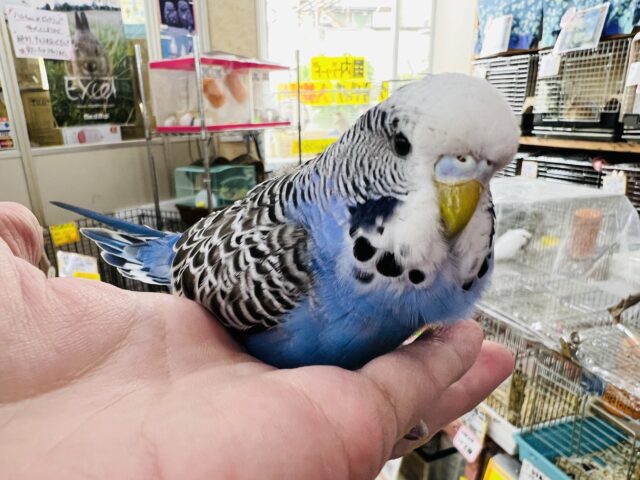 ジャンボセキセイインコ