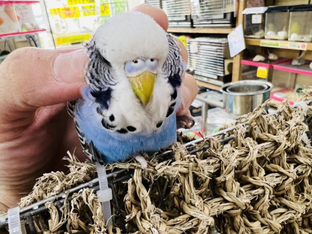 ジャンボセキセイインコ