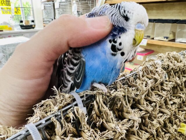 ジャンボセキセイインコ