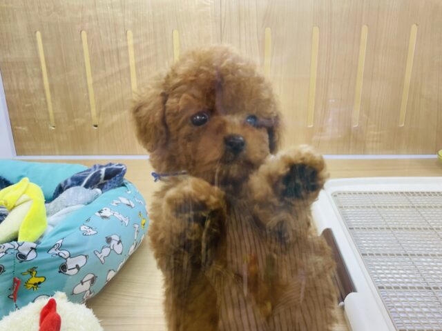 トイプードル