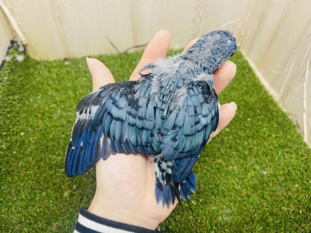 サザナミインコ