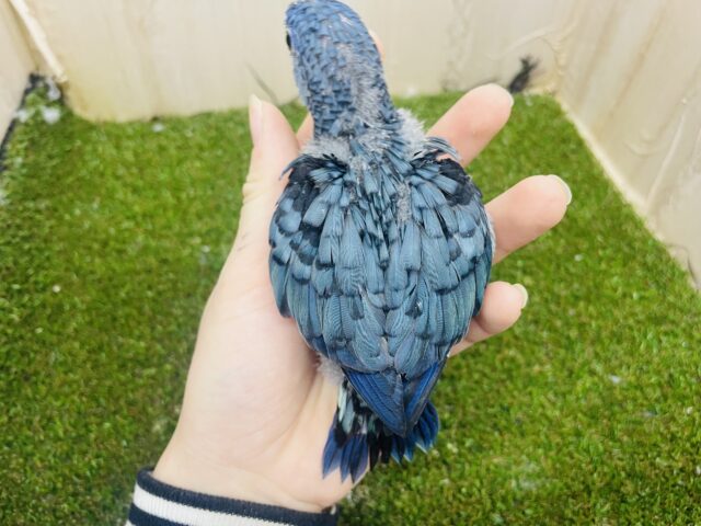 サザナミインコ
