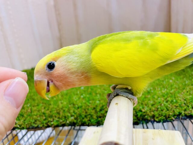 コザクラインコ（小桜インコ）