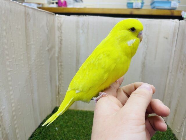 ジャンボセキセイインコ