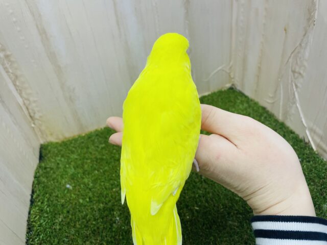 ジャンボセキセイインコ