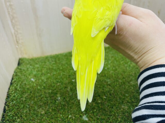 ジャンボセキセイインコ