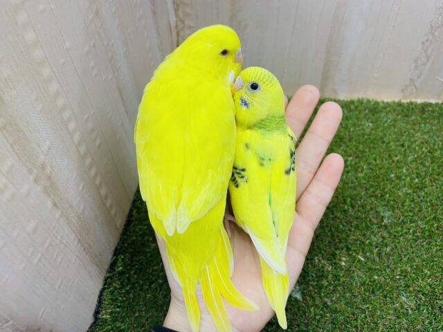 ジャンボセキセイインコ
