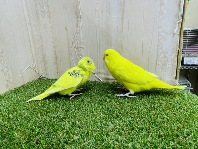 ジャンボセキセイインコ