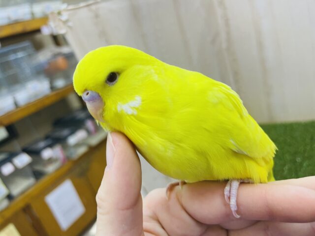 ジャンボセキセイインコ