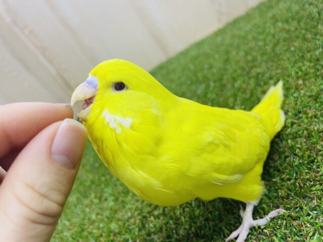 ジャンボセキセイインコ