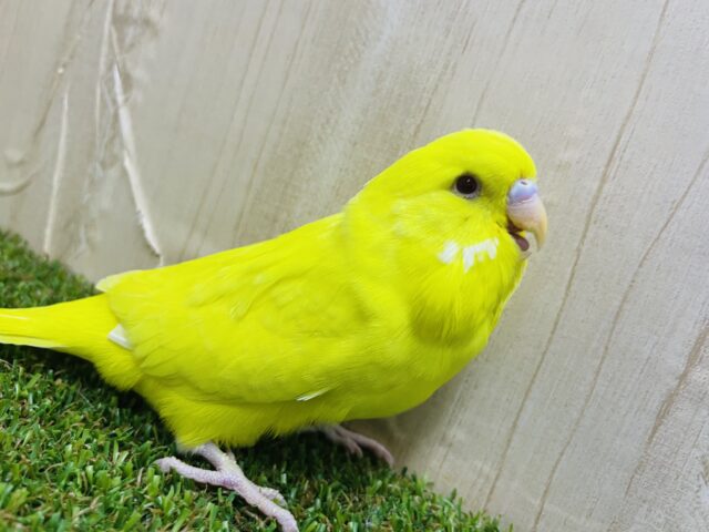 ジャンボセキセイインコ