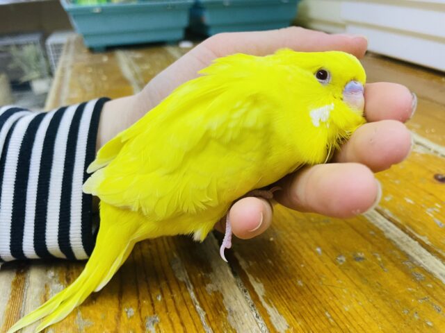ジャンボセキセイインコ