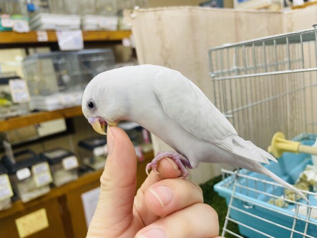 セキセイインコ