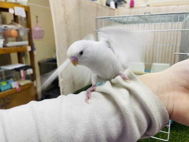 セキセイインコ