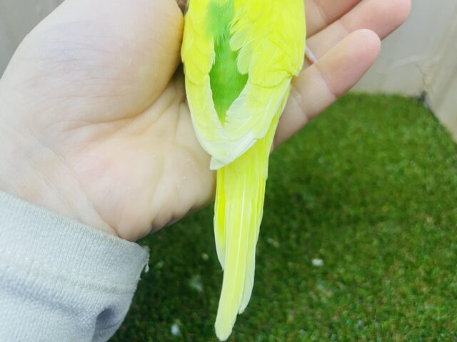 セキセイインコ