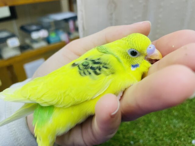 セキセイインコ