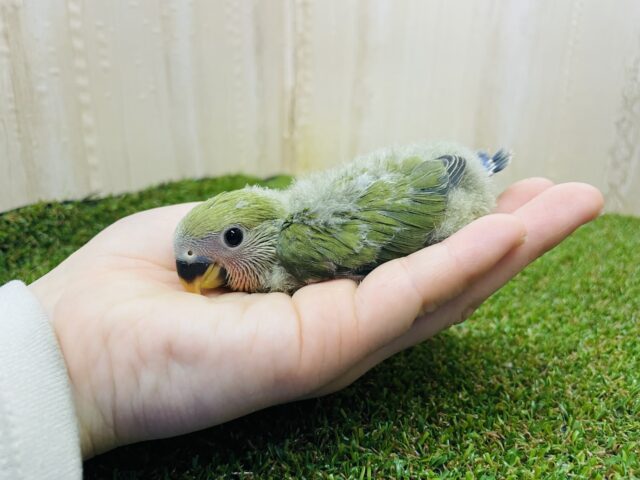 コザクラインコ（小桜インコ）
