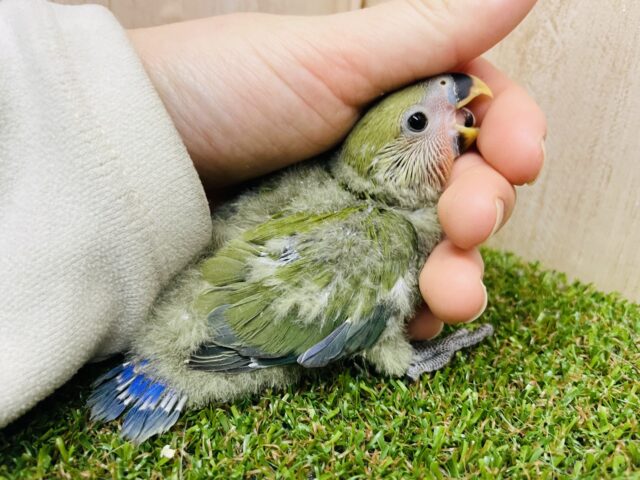 コザクラインコ（小桜インコ）