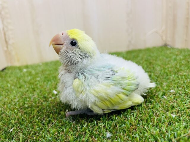 コザクラインコ（小桜インコ）