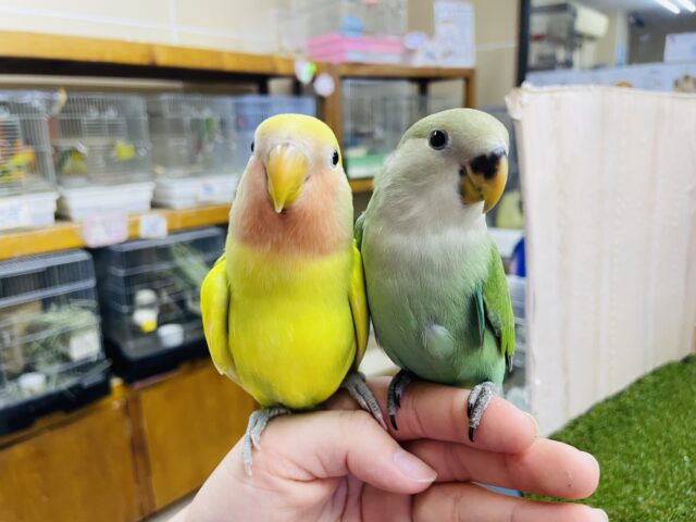 コザクラインコ（小桜インコ）