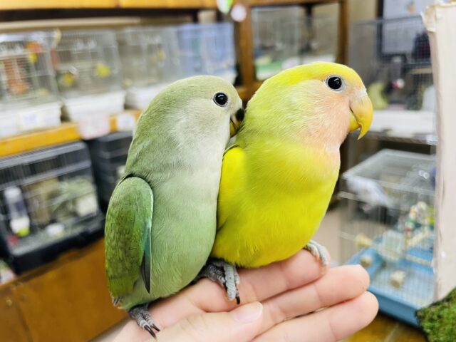 コザクラインコ（小桜インコ）