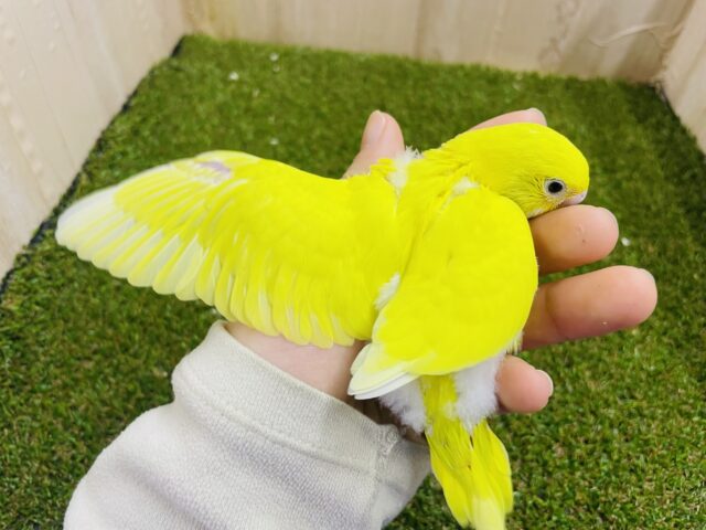 セキセイインコ