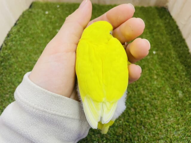 セキセイインコ