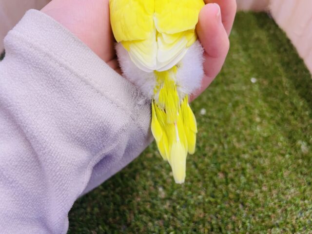 セキセイインコ