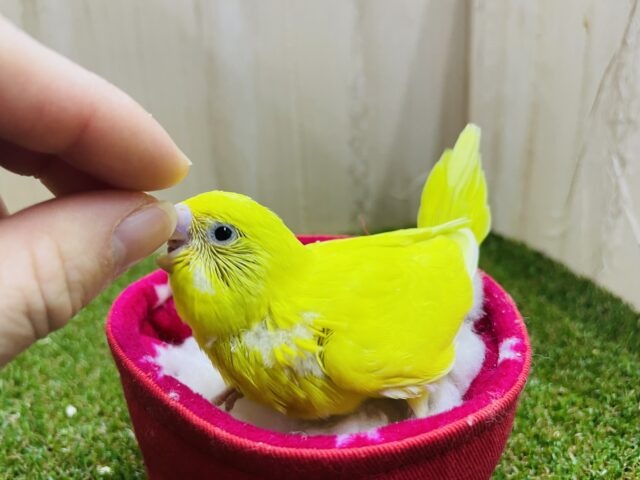 セキセイインコ