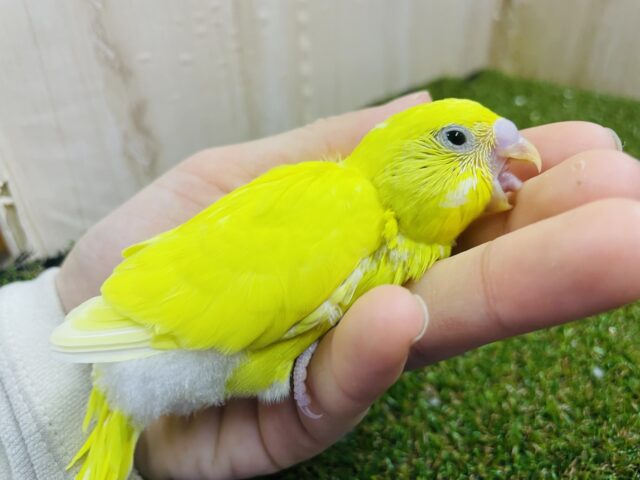 セキセイインコ