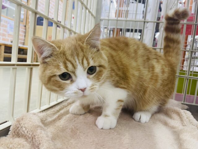 スコティッシュフォールド