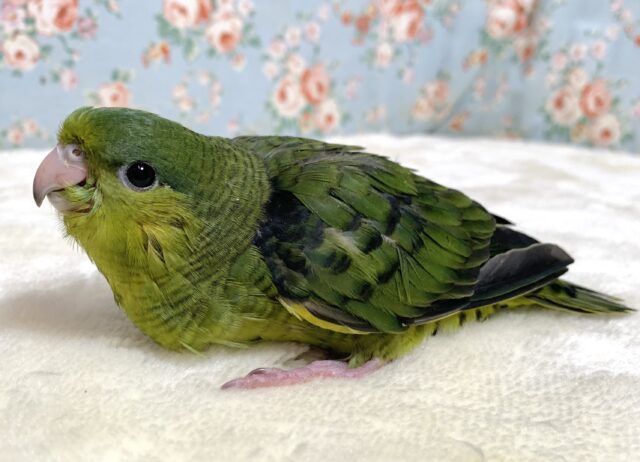 サザナミインコ