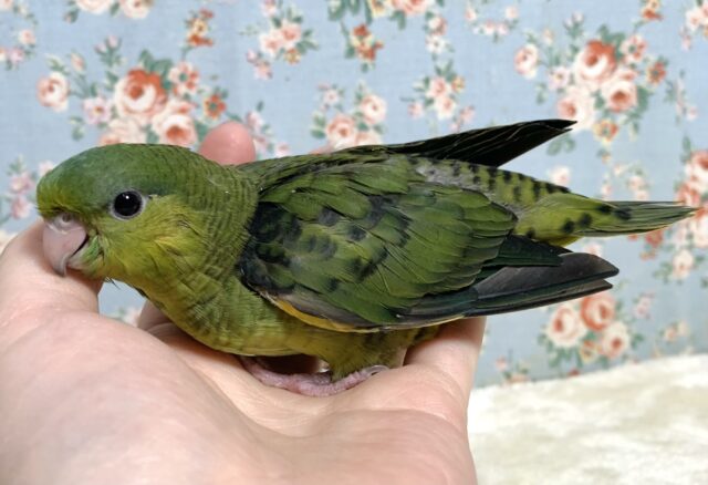 サザナミインコ