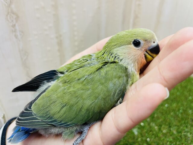 コザクラインコ（小桜インコ）