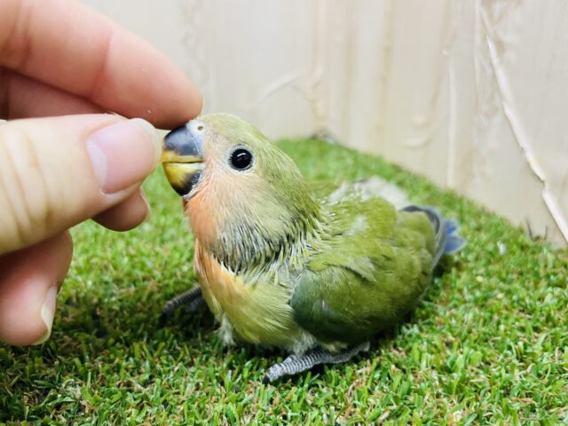 コザクラインコ（小桜インコ）