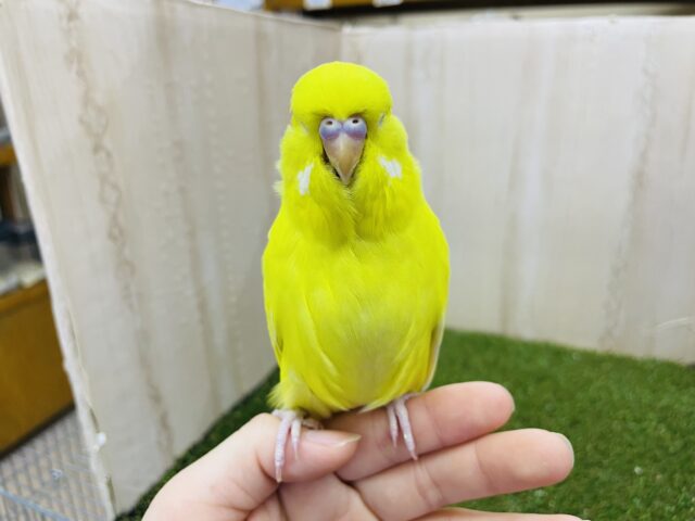 ジャンボセキセイインコ