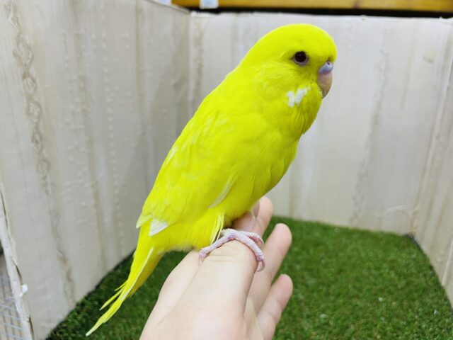 ジャンボセキセイインコ