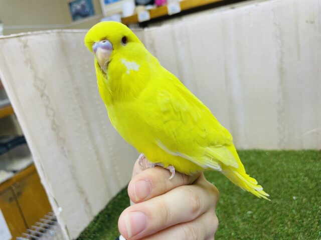 ジャンボセキセイインコ