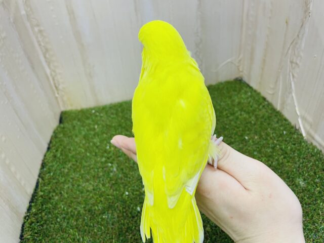 ジャンボセキセイインコ