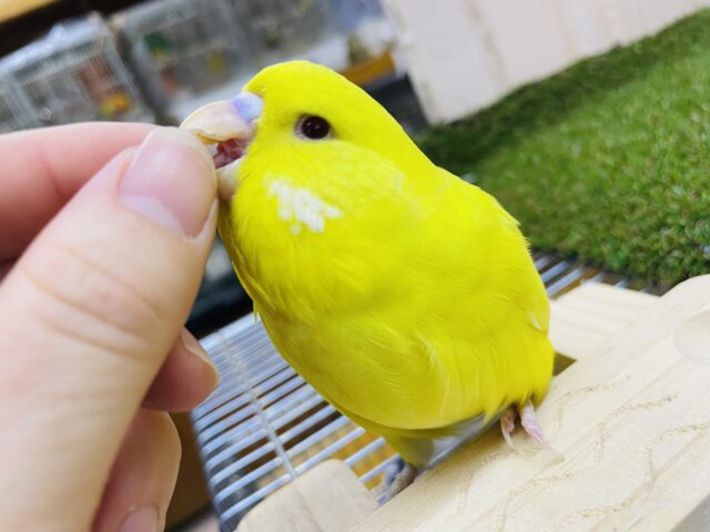 ジャンボセキセイインコ