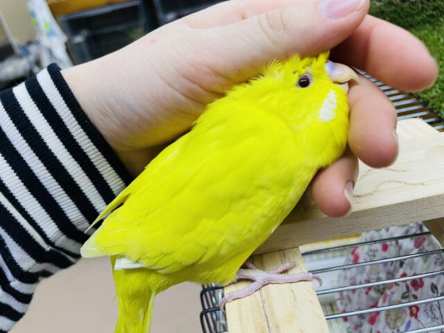 ジャンボセキセイインコ