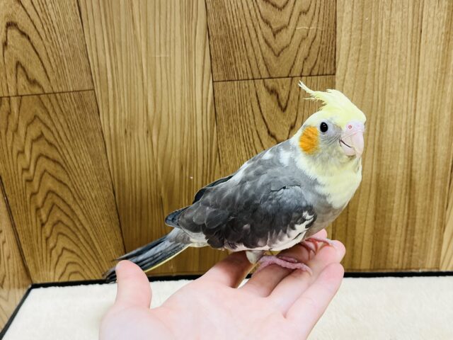 オカメインコ