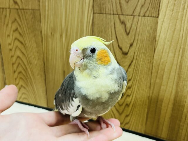 オカメインコ