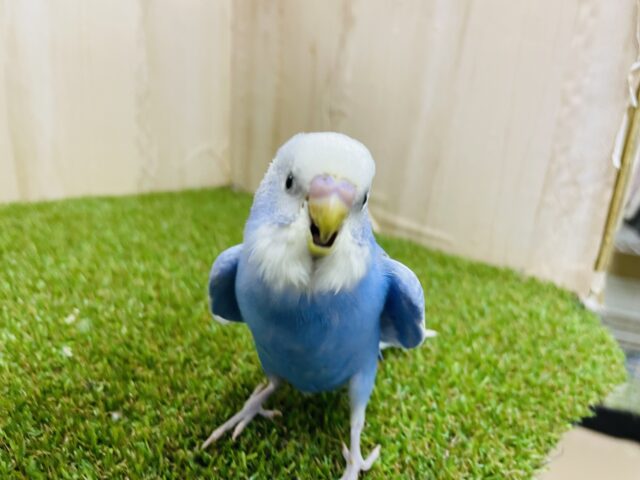 セキセイインコ