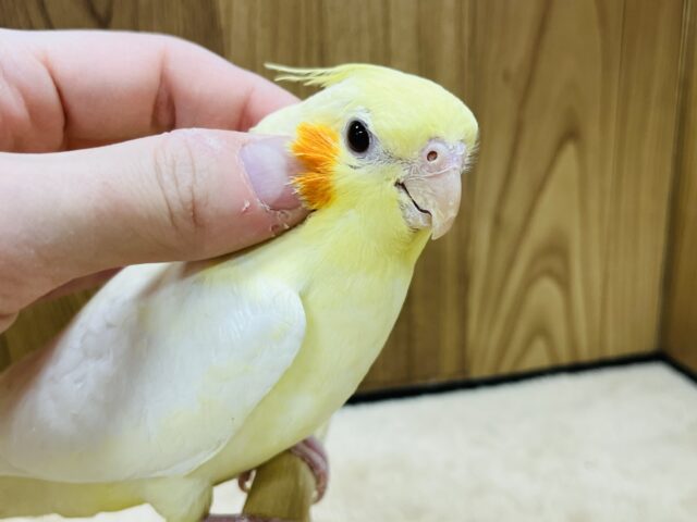オカメインコ
