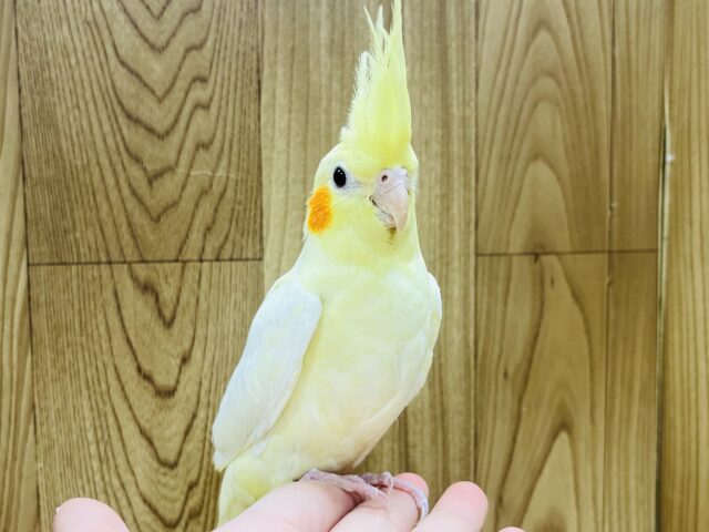 オカメインコ