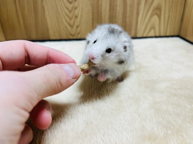 ゴールデンハムスター