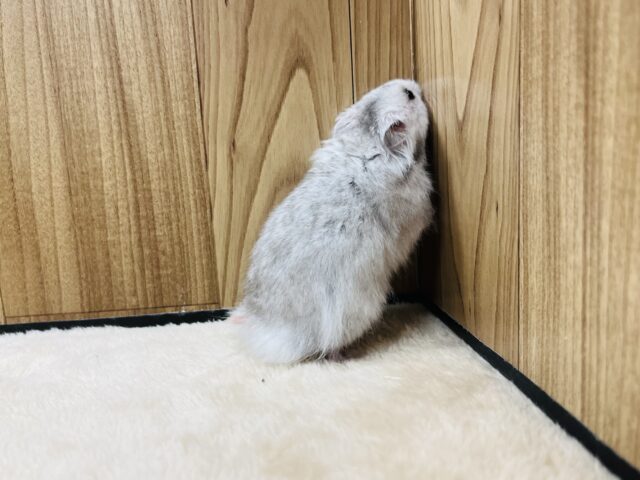 ゴールデンハムスター